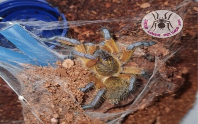 Harpactira pulchripes Female tarantula